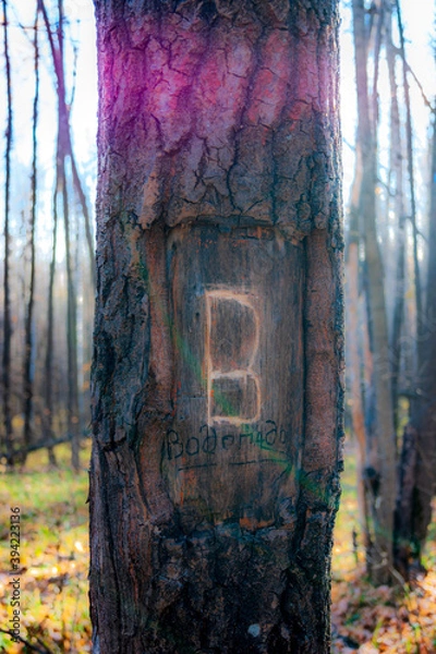 Obraz forest in autumn