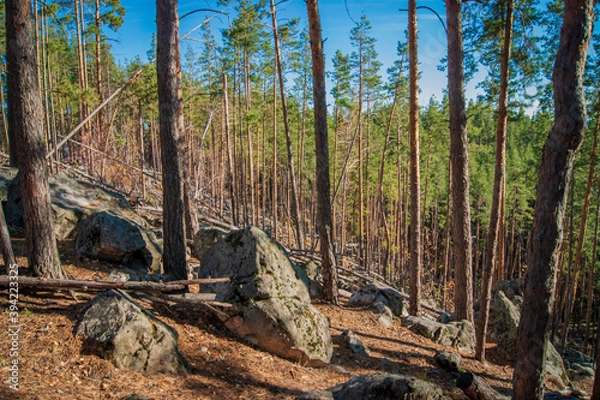 Obraz tree in the forest