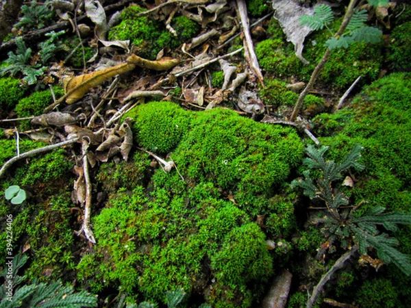 Obraz green moss on the rock