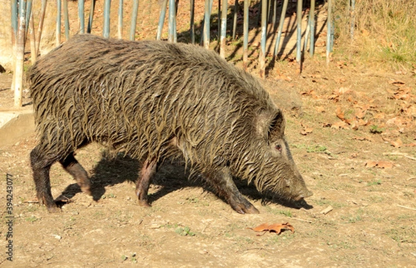 Obraz Wild boar walking around the lake of Valvidriera