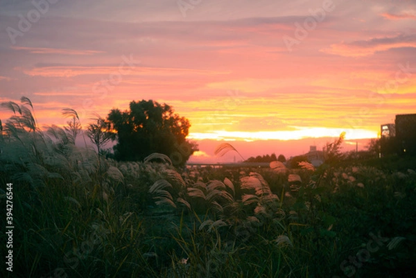 Fototapeta 多摩川景色