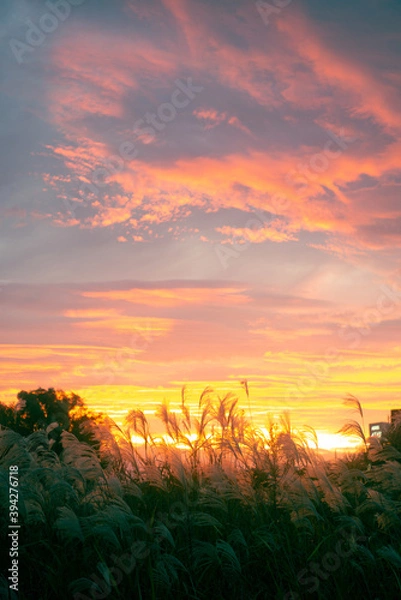Fototapeta 多摩川景色