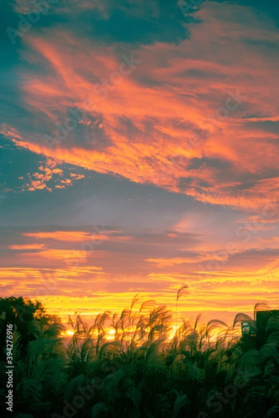 Fototapeta 多摩川景色