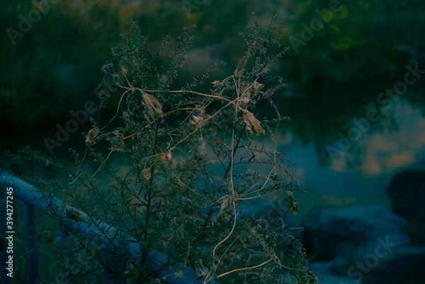 Fototapeta 多摩川景色