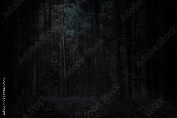 Obraz Dark and Rich Pine Forest