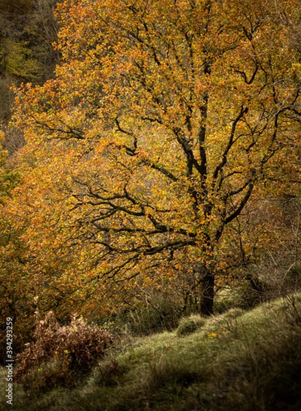 Obraz Autumn Tree in Bloom