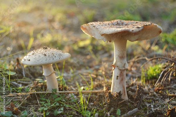 Fototapeta Close-Up Of Mushroom growing in the Forest at the last lights of the day