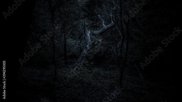 Obraz Elegant Skeletal Tree in Dark Woodland