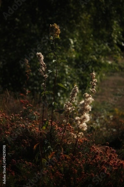 Obraz Elegant Wild Flowers and Weeds - Bristol, UK