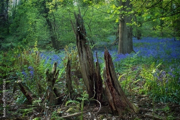 Obraz Springtime Forest Stump and Bluebell Bloom in North Somerset