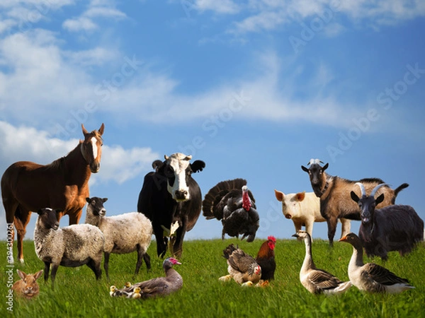 Obraz Lots of farm animals