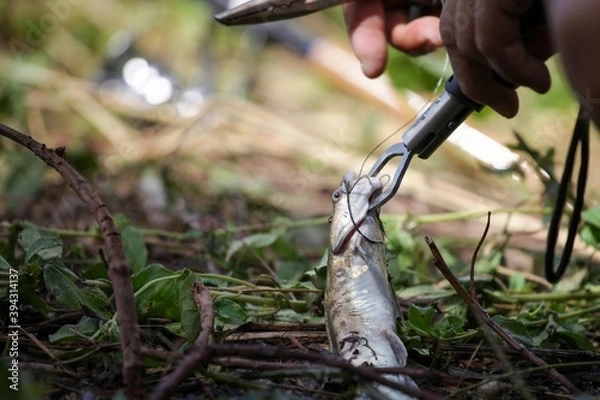 Obraz watering the plants