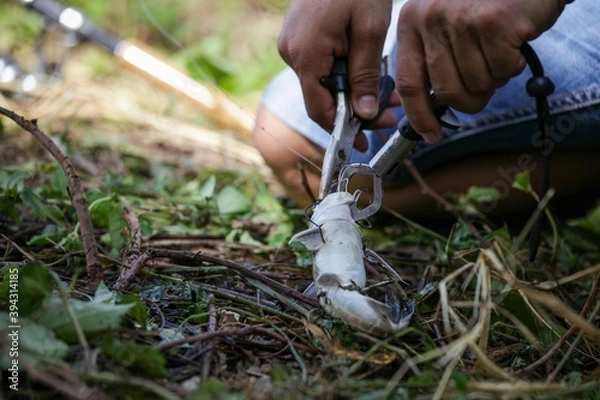 Obraz person picking mushrooms