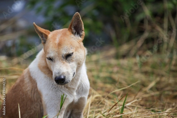 Obraz portrait of a dog