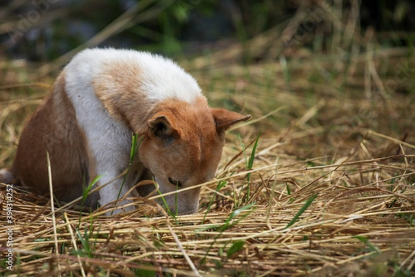 Obraz baby goat eating grass