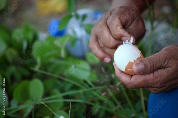 Obraz person picking mushrooms