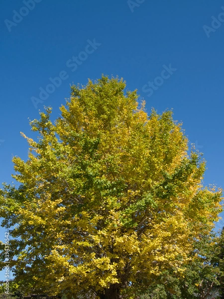 Fototapeta 四方木ふれあい館の銀杏