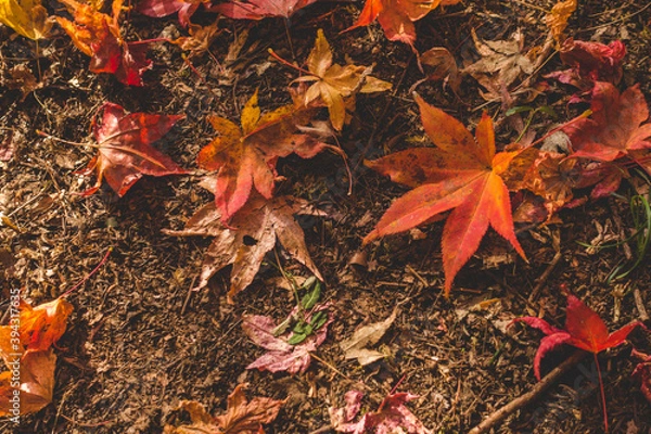 Fototapeta 日本の秋の紅葉の葉