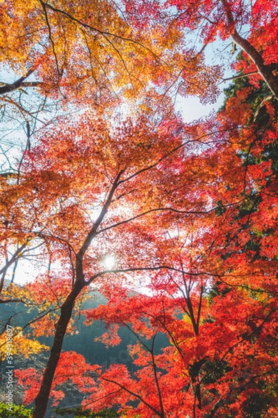 Fototapeta 美しい日本の紅葉の木々と葉