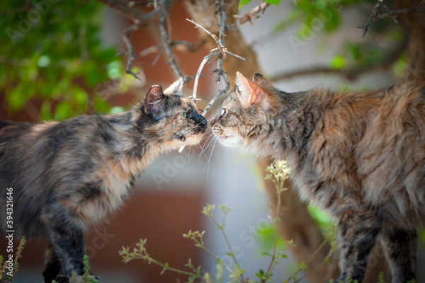 Obraz Streunerkatzen
