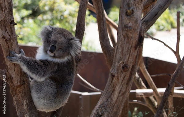 Obraz The Koala (Phascularctos cinereous) is an arboreal herbivorous marsupial native to Australia	

