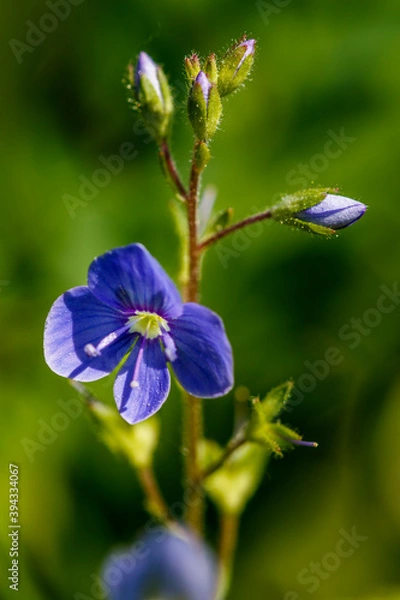 Fototapeta Gamander-Ehrenpreis (Veronica chamaedrys)