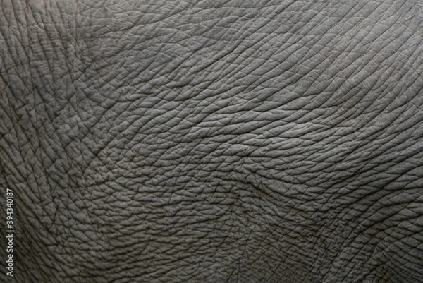 Obraz elephant skin texture