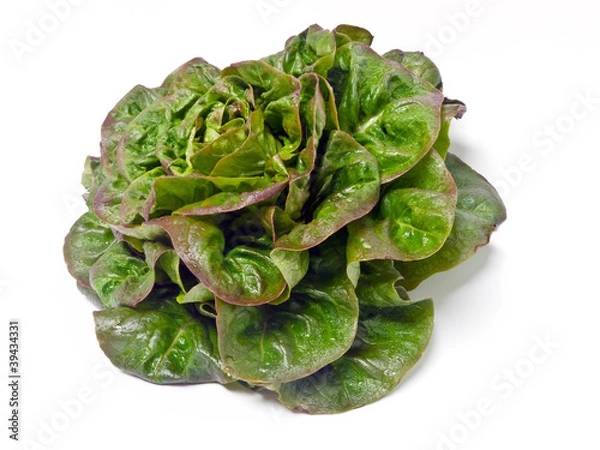 Obraz Rougette-Blattsalat