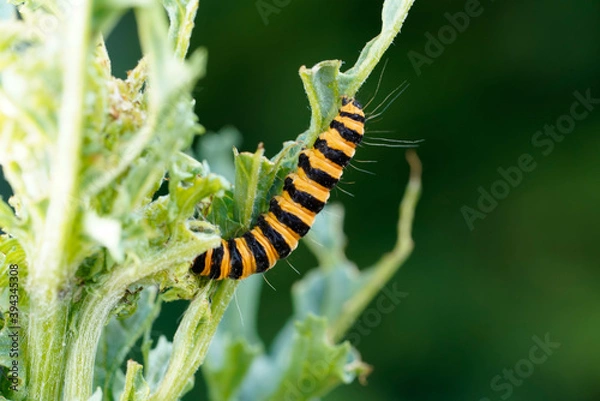 Obraz caterpillar on a leaf