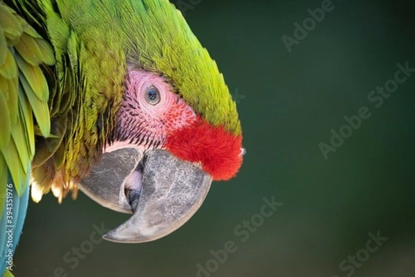 Fototapeta オウム