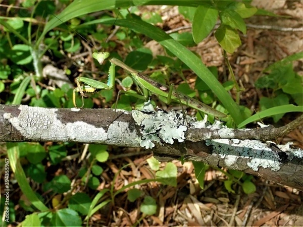 Obraz OLYMPUS DIGITAL CAMERA