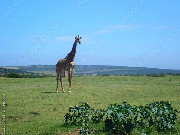 Obraz OLYMPUS DIGITAL CAMERA