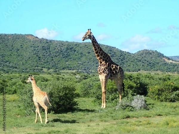 Obraz OLYMPUS DIGITAL CAMERA