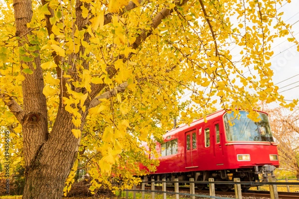 Obraz 黄葉したイチョウの木と赤い電車（横構図）