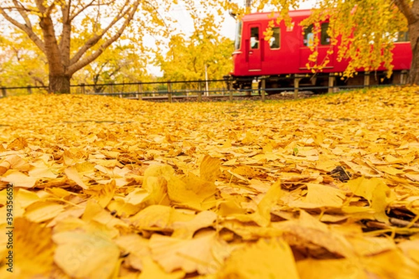 Obraz 祖父江町の銀杏、落ち葉の絨毯と赤い電車