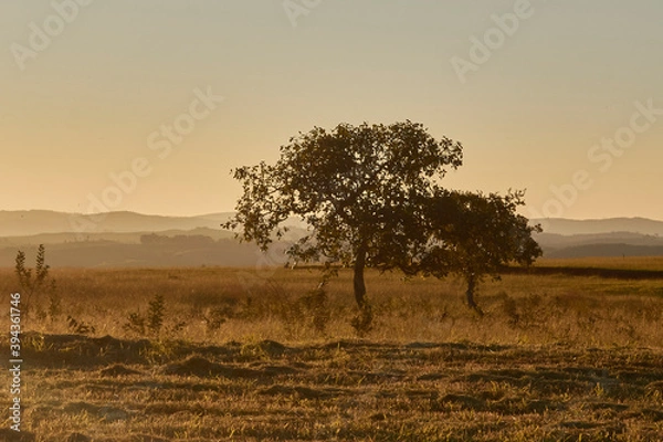 Obraz Tree city plant