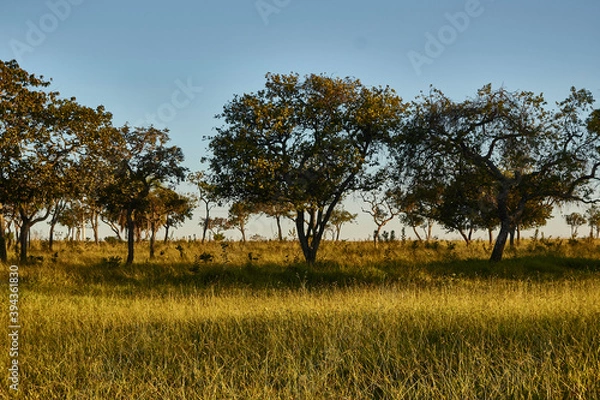 Obraz Tree city plant