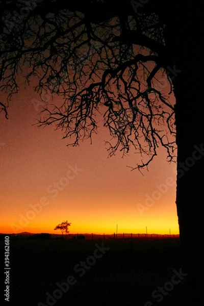 Obraz Tree city plant