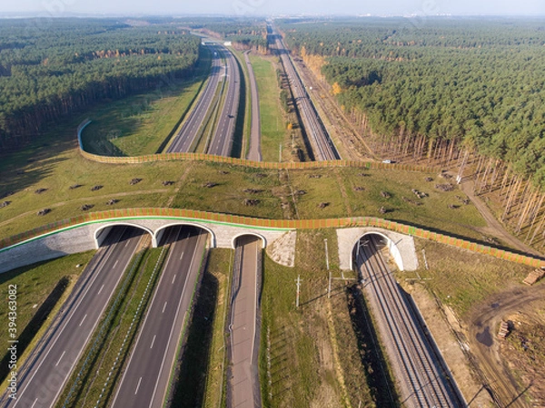 Obraz Przejście dla zwierząt na drodze