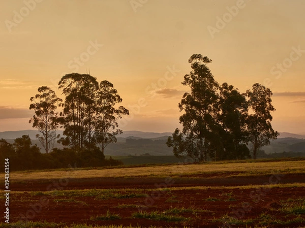 Obraz Tree city plant