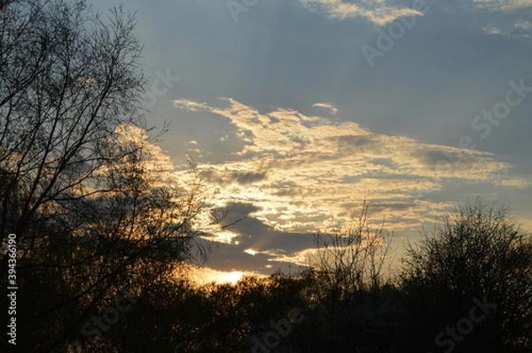 Obraz sunset in the forest