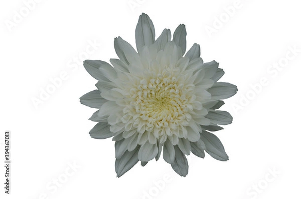 Obraz White chrysanthemum with white pattern background