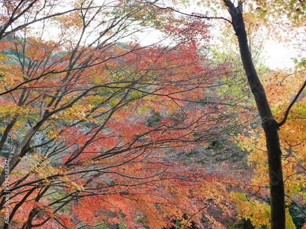 Fototapeta 犬山寂光院の紅葉(愛知)