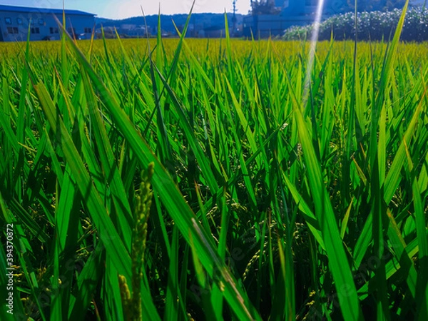 Obraz green wheat field