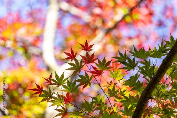 Obraz ふるさと村散策