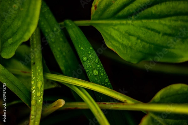 Fototapeta leaf with water drops