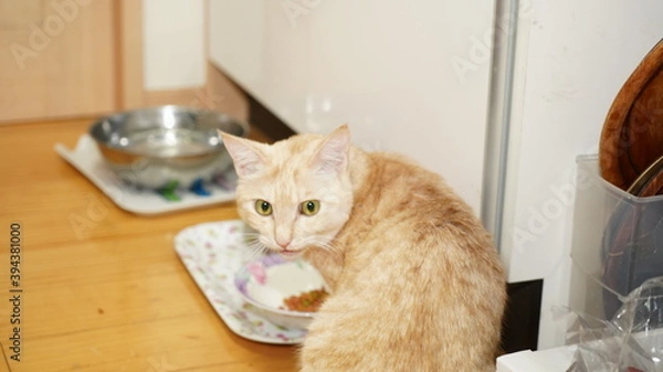 Fototapeta こちらを向く猫