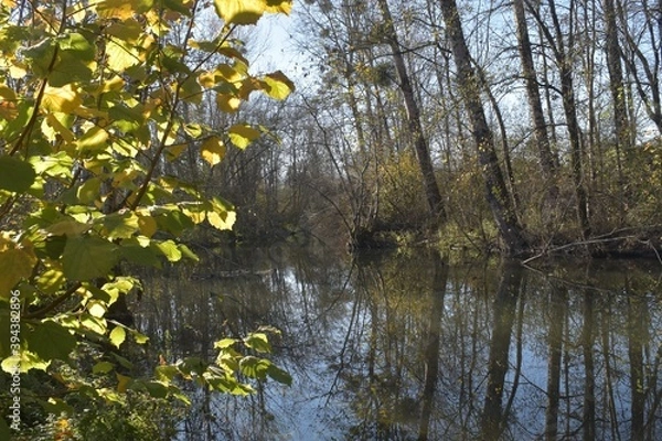 Obraz Forest reflection in the water