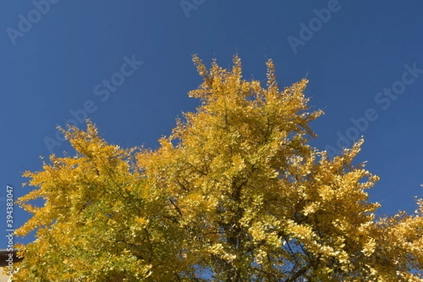 Obraz Gold genko leaves