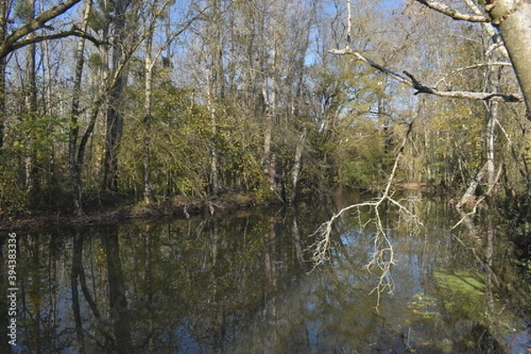 Obraz tree in the water